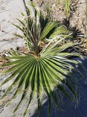Washingtonia robusta