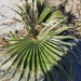 photo of Mexican Fan Palm (Washingtonia robusta)