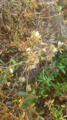 Cuscuta pacifica pacifica