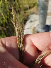 Oloptum miliaceum