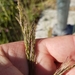 photo of Smilo Grass (Oloptum miliaceum)