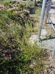 Oloptum miliaceum