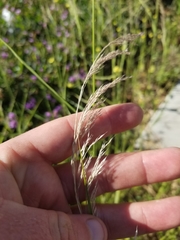 Oloptum miliaceum