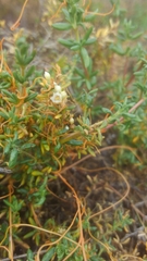 Cuscuta pacifica pacifica