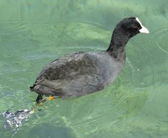 Fulica atra