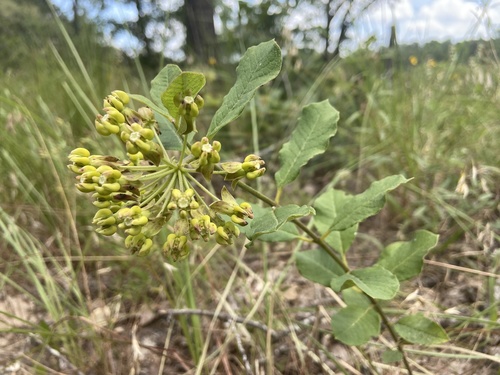 Asclepias tonkawae (Asclepias tonkawae)