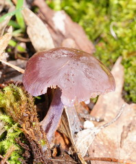 Thaxterogaster submagellanicus