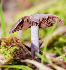 Thaxterogaster submagellanicus