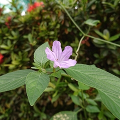 Ruellia prostrata