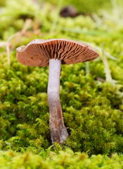 Thaxterogaster submagellanicus