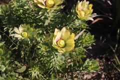 Leucadendron orientale
