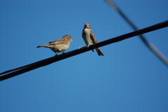 Passer domesticus