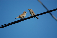 Passer domesticus