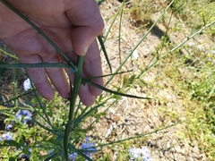 Malacothrix saxatilis