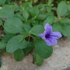 Ruellia tuberosa