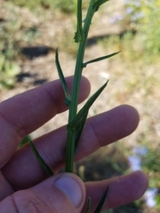 Malacothrix saxatilis