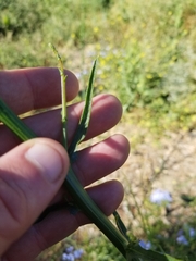 Malacothrix saxatilis