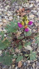 Lupinus stiversii