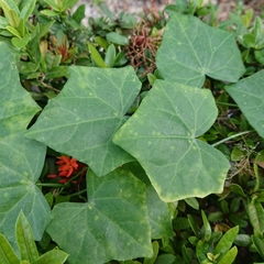 Coccinia grandis