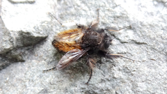 Grypoctonus