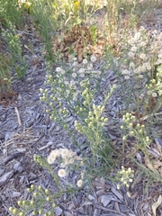 Erigeron bonariensis