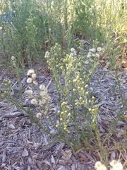 Erigeron bonariensis