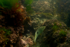 Notolabrus celidotus