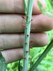Uroleucon rudbeckiae