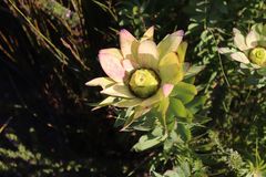 Leucadendron orientale