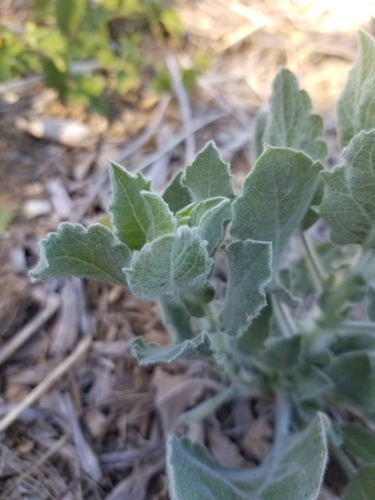 photo of Telegraphweed (Heterotheca grandiflora)