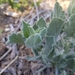 photo of Telegraphweed (Heterotheca grandiflora)