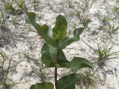 Asclepias amplexicaulis