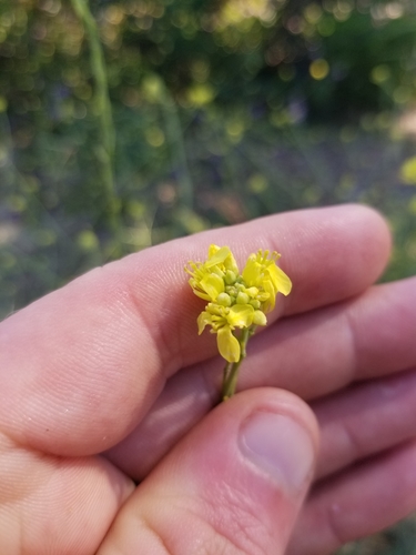 photo of Shortpod Mustard (Hirschfeldia incana)