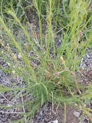 Erigeron bonariensis