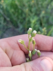 Erigeron bonariensis