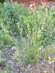 Erigeron bonariensis