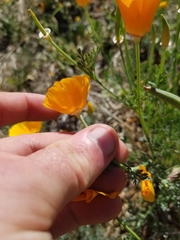 Eschscholzia californica