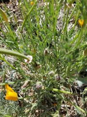 Eschscholzia californica