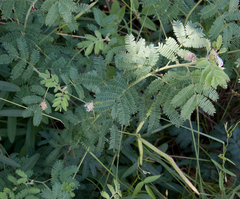 Desmanthus leptolobus