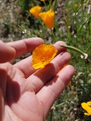 Eschscholzia californica
