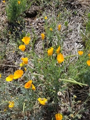 Eschscholzia californica