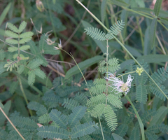 Desmanthus leptolobus