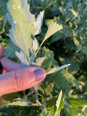 Euperilampus triangularis