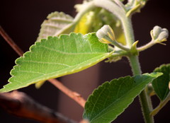 Grewia tiliifolia