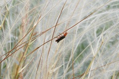 Cantharis livida