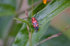 Tetraopes melanurus