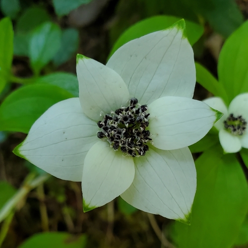 Western Bunchberry
