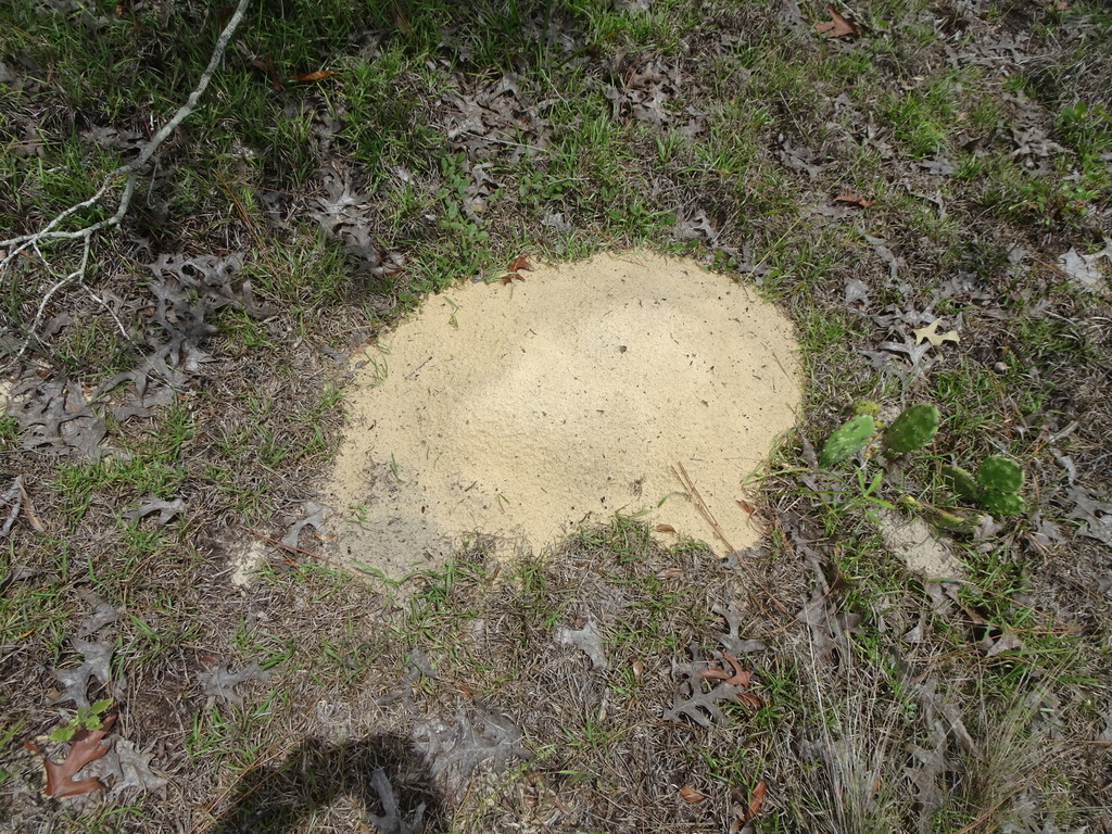 Southeastern Pocket Gopher from Williston Highlands, FL, USA on June 16