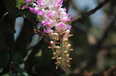 Aerides crispa