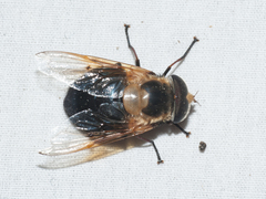 Copestylum abdominale